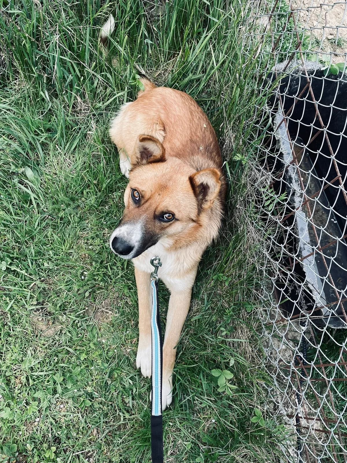 Amor, male 3yo Mixed Breed for adoption at Ein Herz für Streuner e.V., München