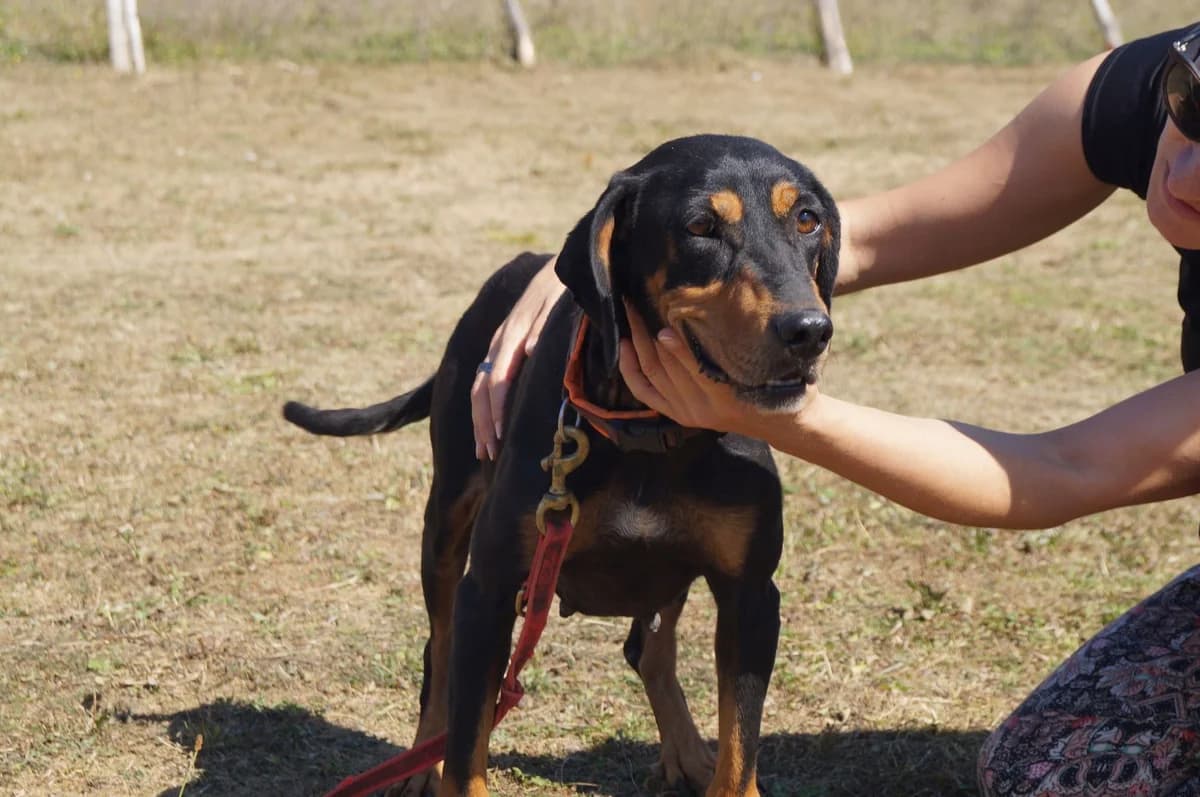 Amora, schwarz female 3yo Mixed Breed for adoption at Ein Herz für Streuner e.V., München
