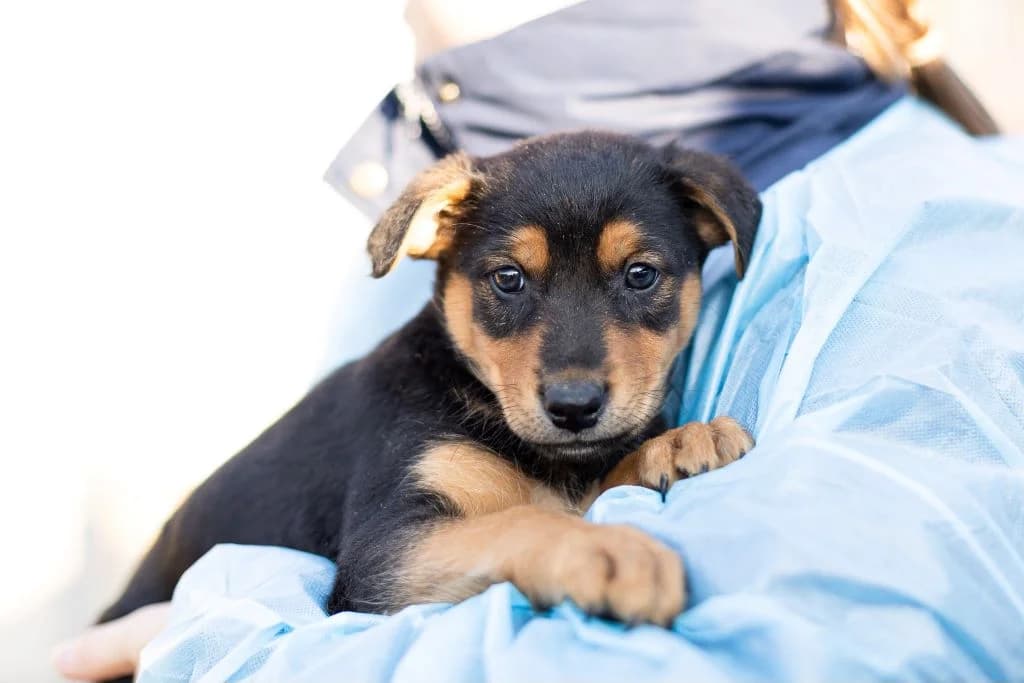 Amos, schwarz male puppy Mixed Breed for adoption at Ein Herz für Streuner e.V., München