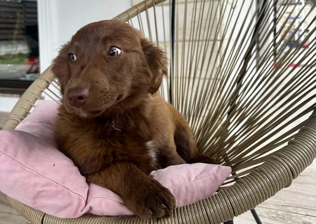 Amy, dunkelbraun female puppy Mixed Breed for adoption at Ein Herz für Streuner e.V., München