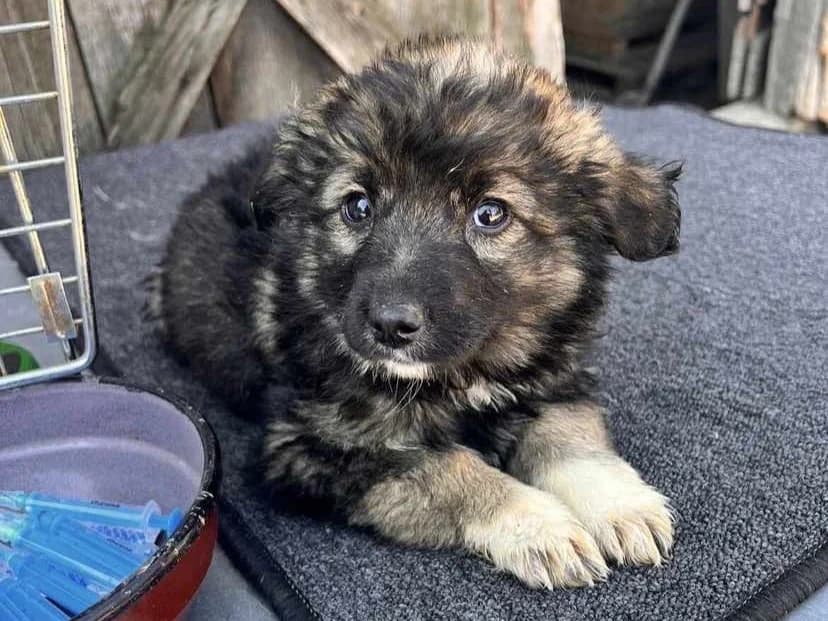 Amy, Mixed Breed for adoption at Ein Herz für Streuner e.V., München