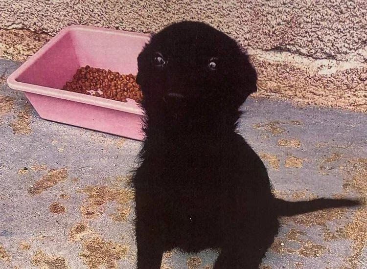 Amyana, puppy Mixed Breed for adoption at Ein Herz für Streuner e.V., München