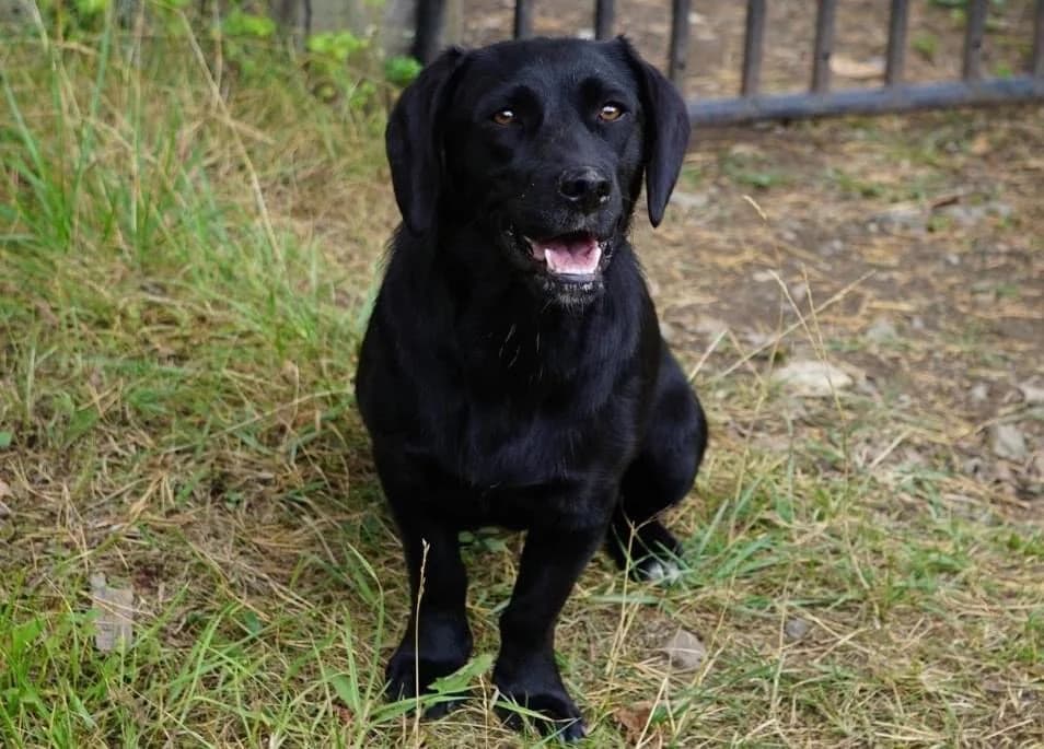 Anahita, female 3yo Mixed Breed for adoption at Ein Herz für Streuner e.V., München
