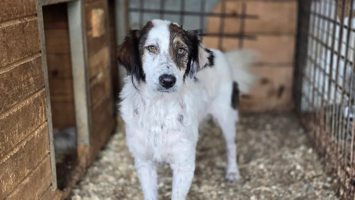 Anais, female young Mixed Breed for adoption at Ein Herz für Streuner e.V., München