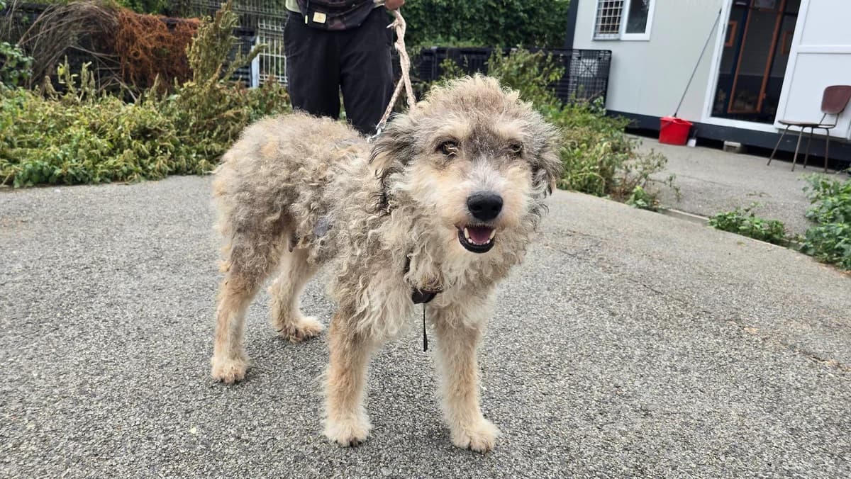 Ananda, female 5yo Mixed Breed for adoption at Ein Herz für Streuner e.V., München