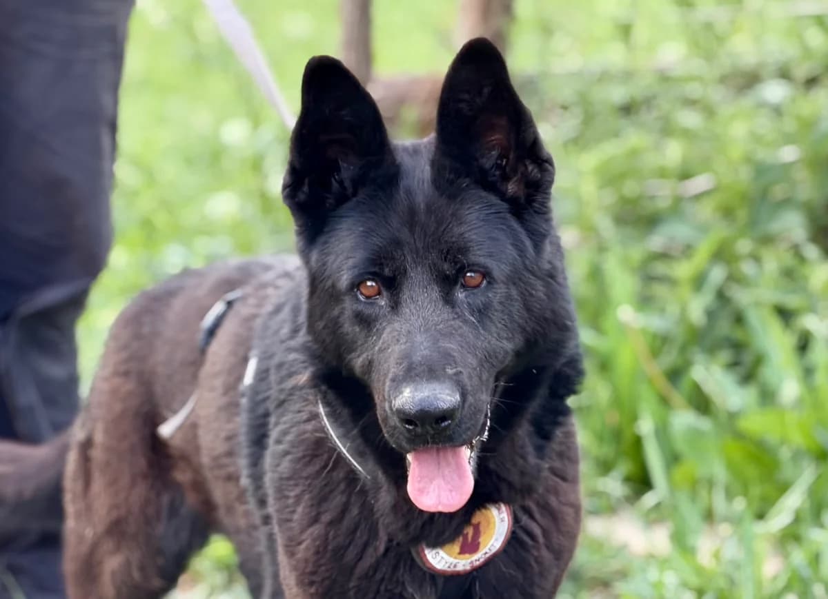 Anastasia, female 5yo Mixed Breed for adoption at Ein Herz für Streuner e.V., München