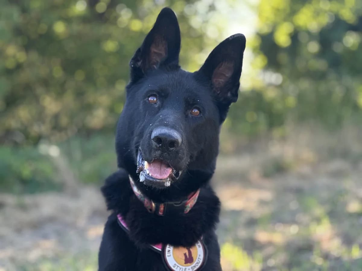 Anastasia, female 5yo Mixed Breed for adoption at Ein Herz für Streuner e.V., München