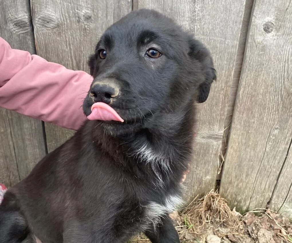 Anaya, female puppy Mixed Breed for adoption at Ein Herz für Streuner e.V., München