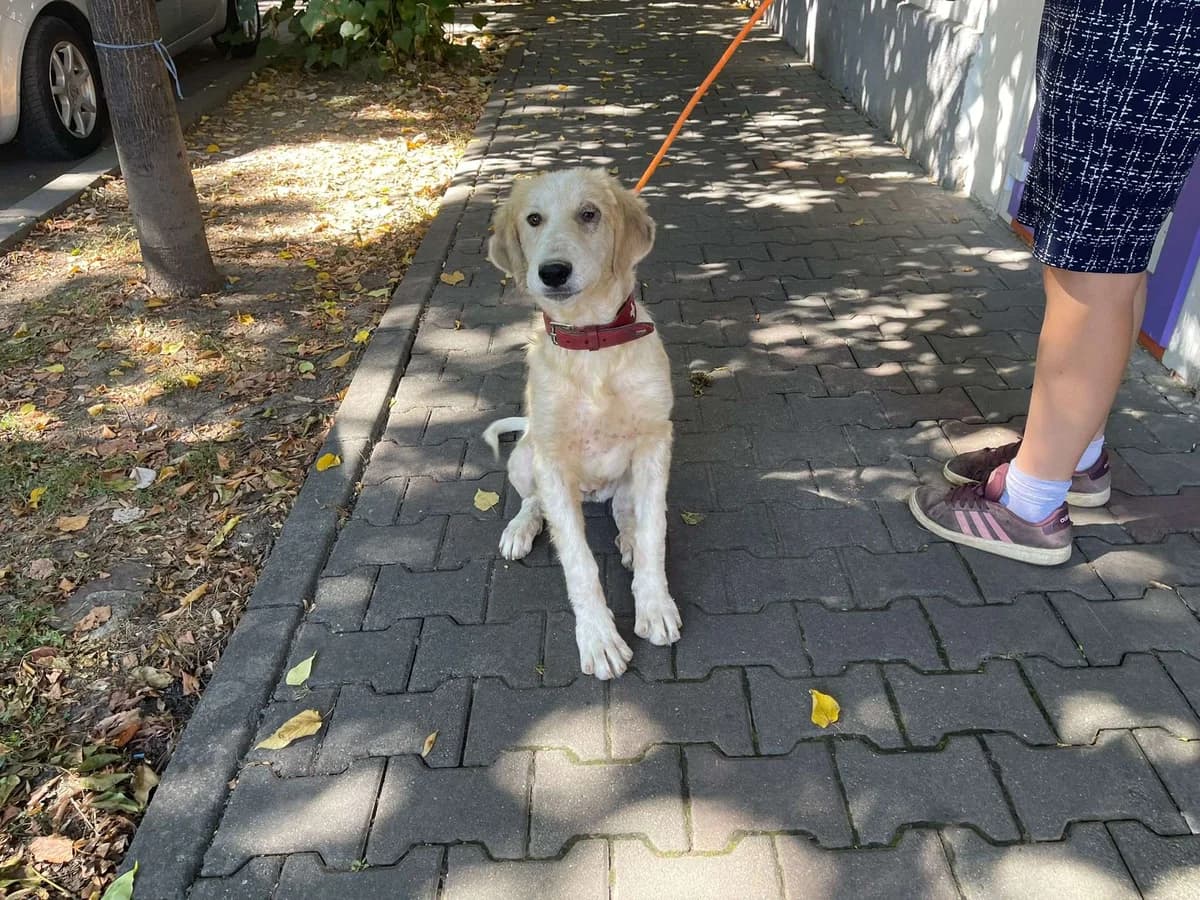 Anaya, female puppy Mixed Breed for adoption at Ein Herz für Streuner e.V., München