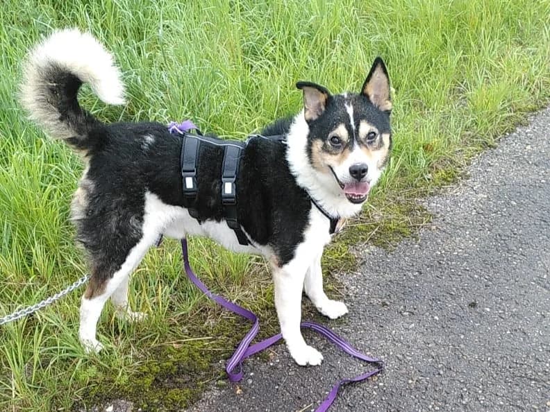Anchjo, male senior Mixed Breed for adoption at Ein Herz für Streuner e.V., München