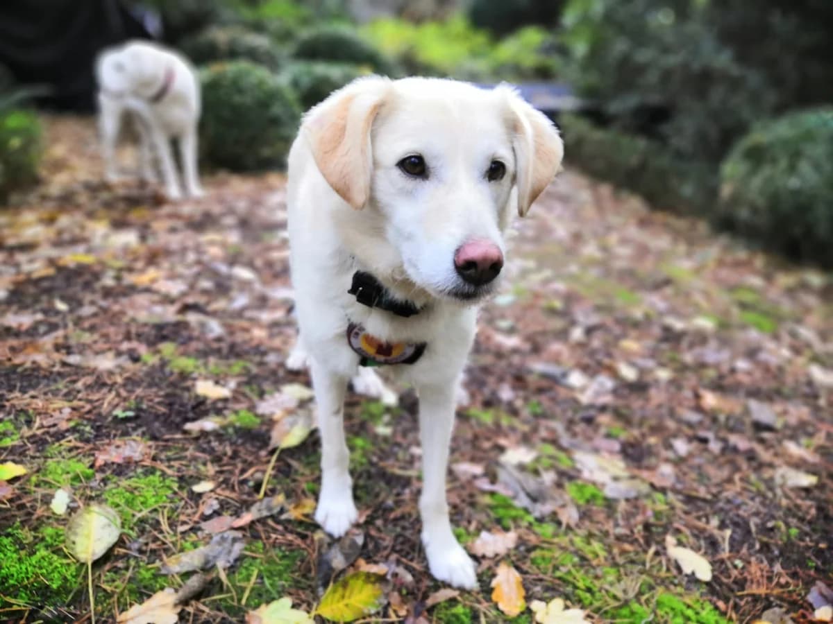 Ancona, female 7yo Mixed Breed for adoption at Ein Herz für Streuner e.V., München