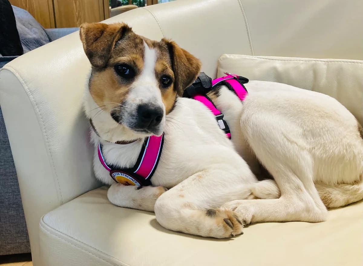 Anda, female puppy Mixed Breed for adoption at Ein Herz für Streuner e.V., München
