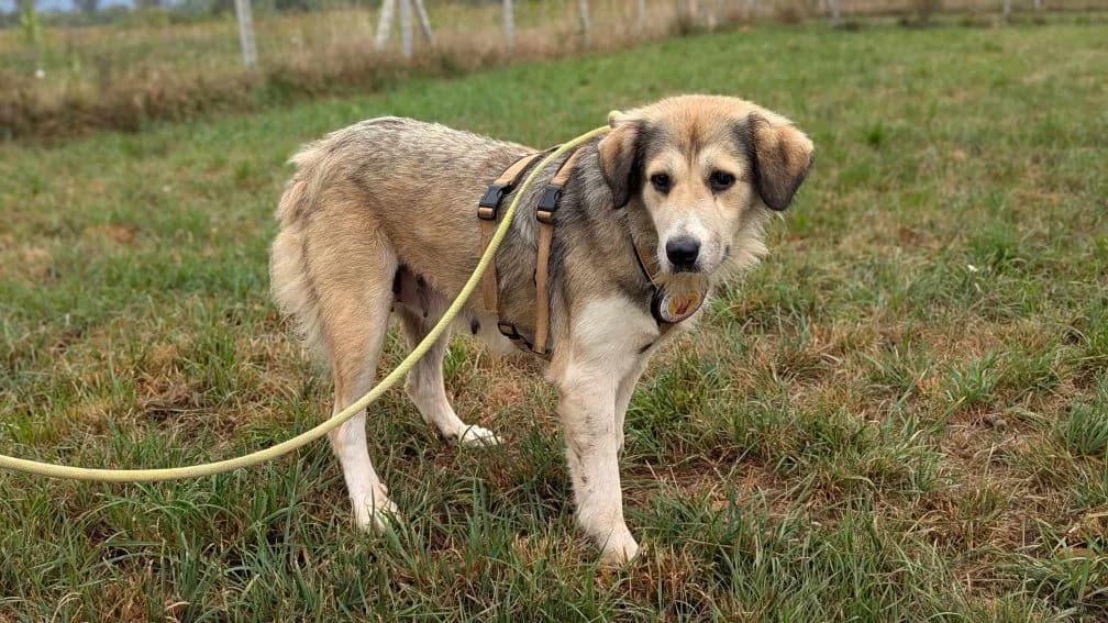 Andrea, female 7yo Mixed Breed for adoption at Ein Herz für Streuner e.V., München