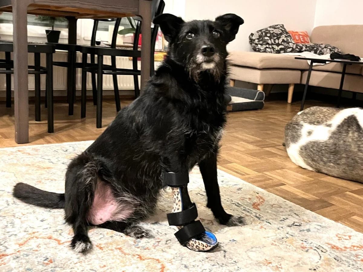 Anduni, weiß female 5yo Mixed Breed for adoption at Ein Herz für Streuner e.V., München