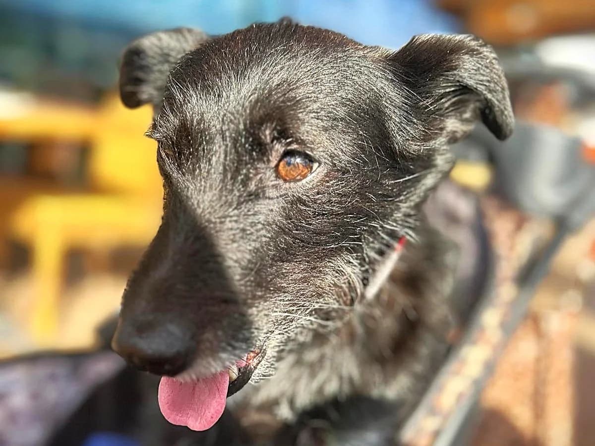 Anduni, weiß female 5yo Mixed Breed for adoption at Ein Herz für Streuner e.V., München