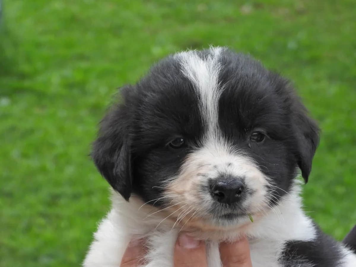 Andy, male puppy Mixed Breed for adoption at Ein Herz für Streuner e.V., München