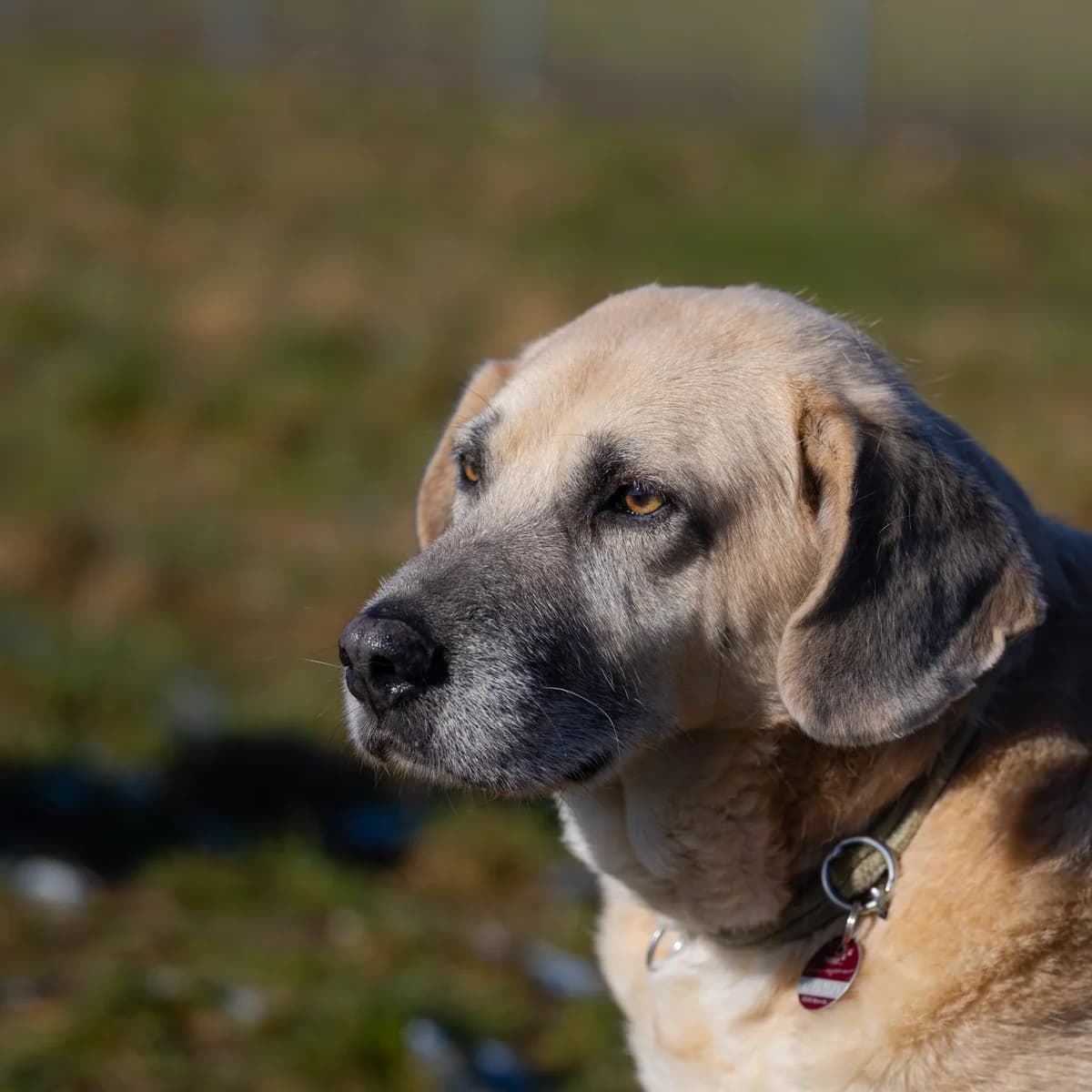 Andy, male 7yo Mixed Breed for adoption at Ein Herz für Streuner e.V., München