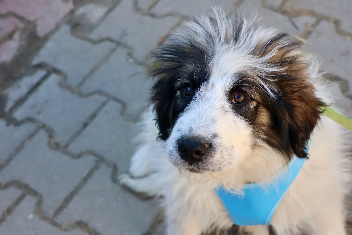 Anela, female puppy Mixed Breed for adoption at Ein Herz für Streuner e.V., München