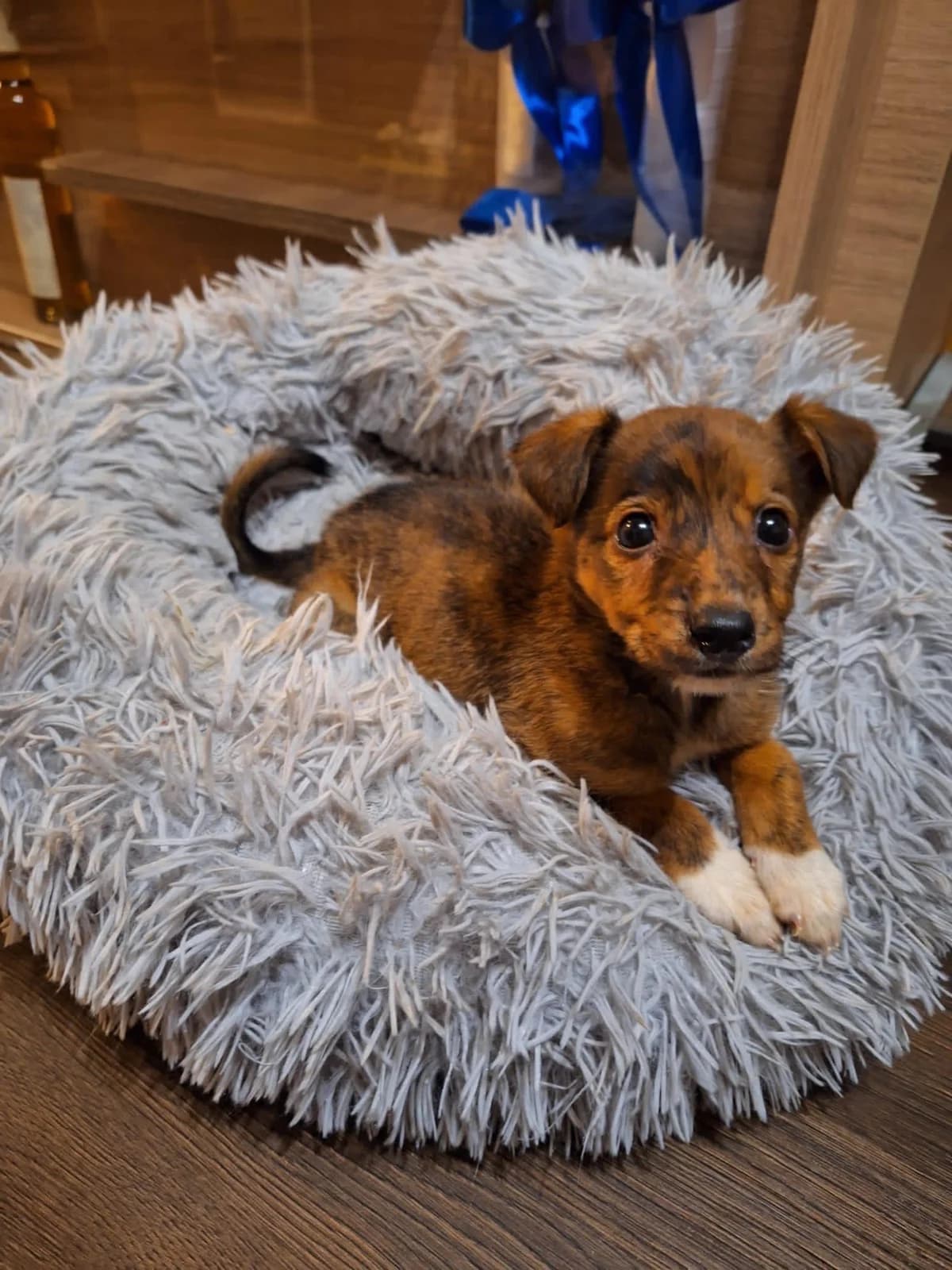 Anemoi, braun female puppy Mixed Breed for adoption at Ein Herz für Streuner e.V., München