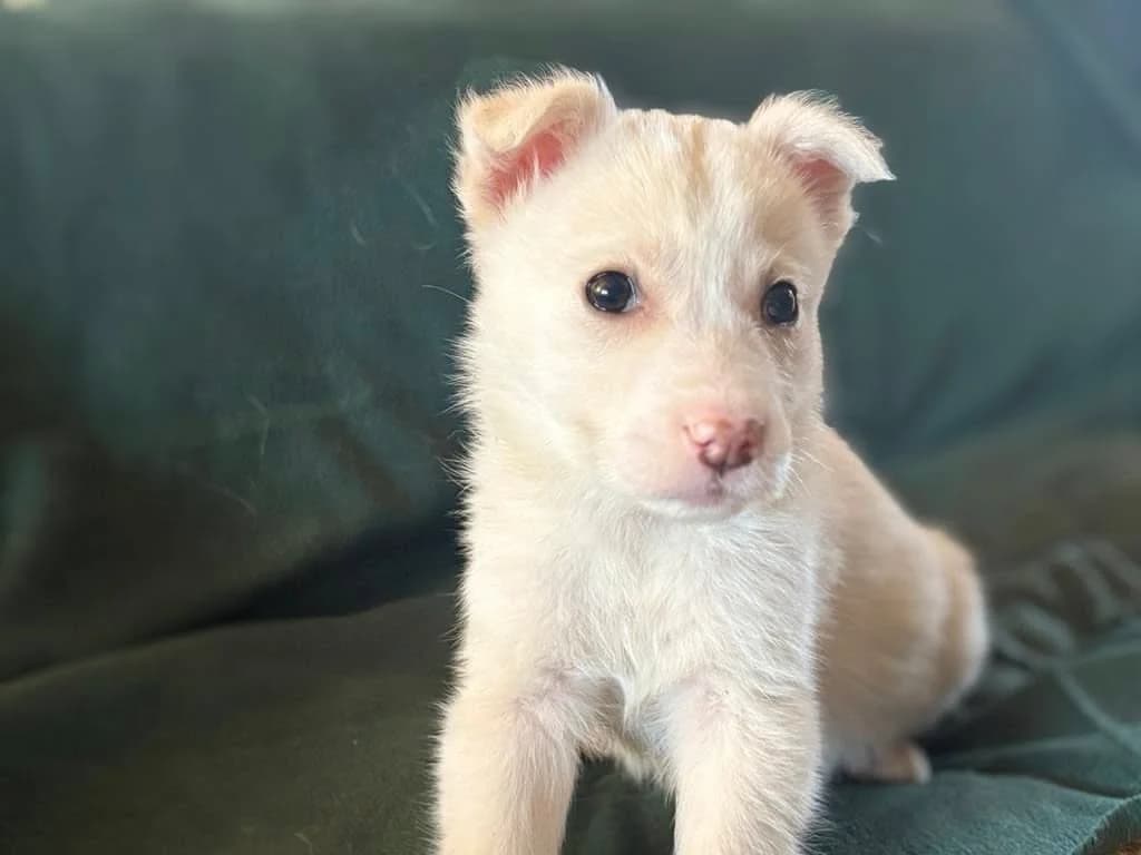 Angel, female puppy Mixed Breed for adoption at Ein Herz für Streuner e.V., München