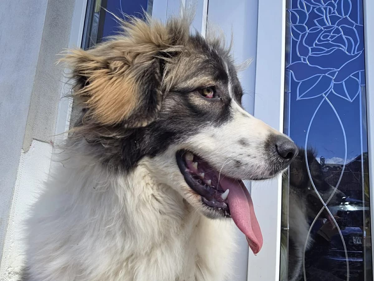 Angel, female Mixed Breed for adoption at Ein Herz für Streuner e.V.