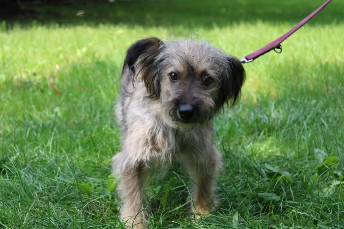 Angela, female 3yo Mixed Breed for adoption at Ein Herz für Streuner e.V., München