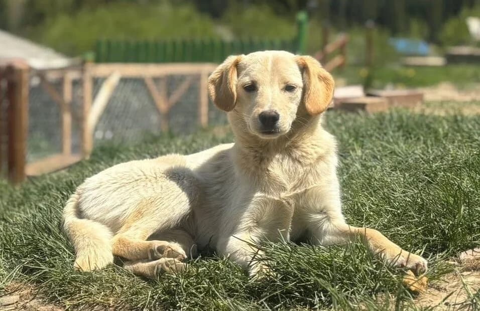 Angela, female young Mixed Breed for adoption at Ein Herz für Streuner e.V., München