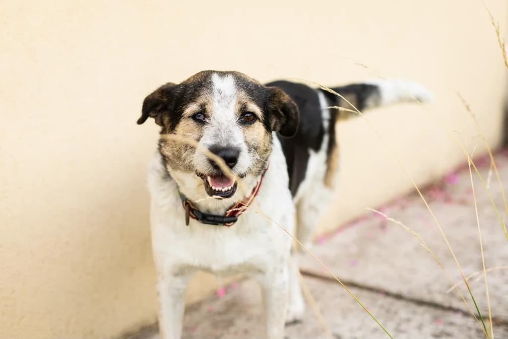 Angeliki, female 6yo Mixed Breed for adoption at Ein Herz für Streuner e.V., München