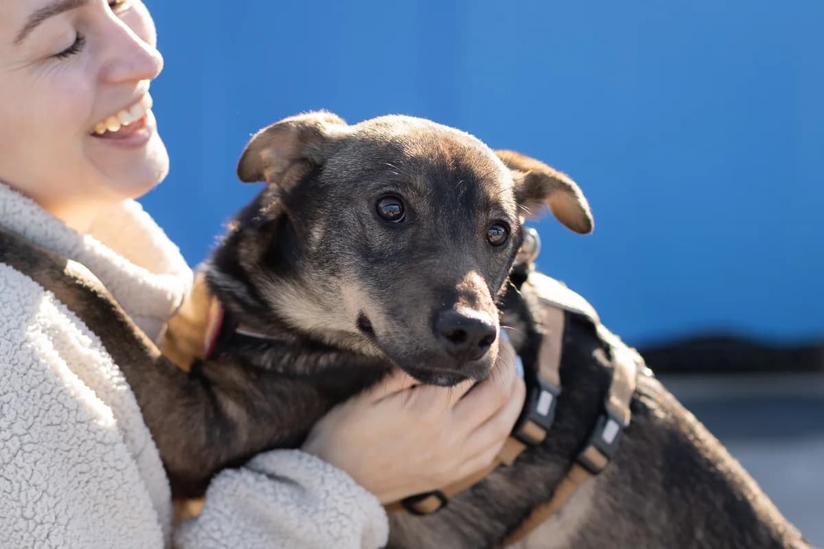 Angelina, braun female puppy Mixed Breed for adoption at Ein Herz für Streuner e.V., München