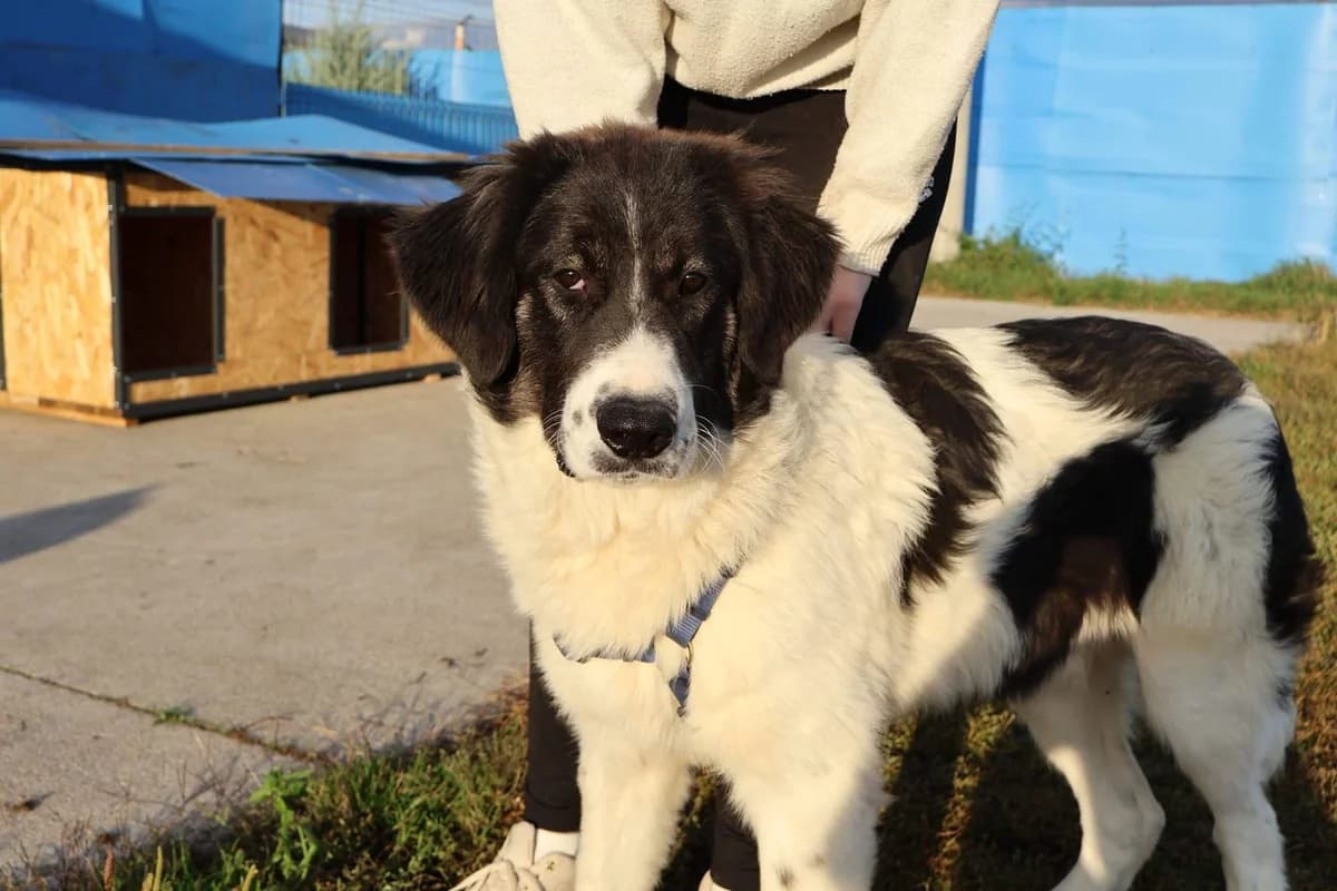 Angelo, weiß male young Mixed Breed for adoption at Ein Herz für Streuner e.V., München