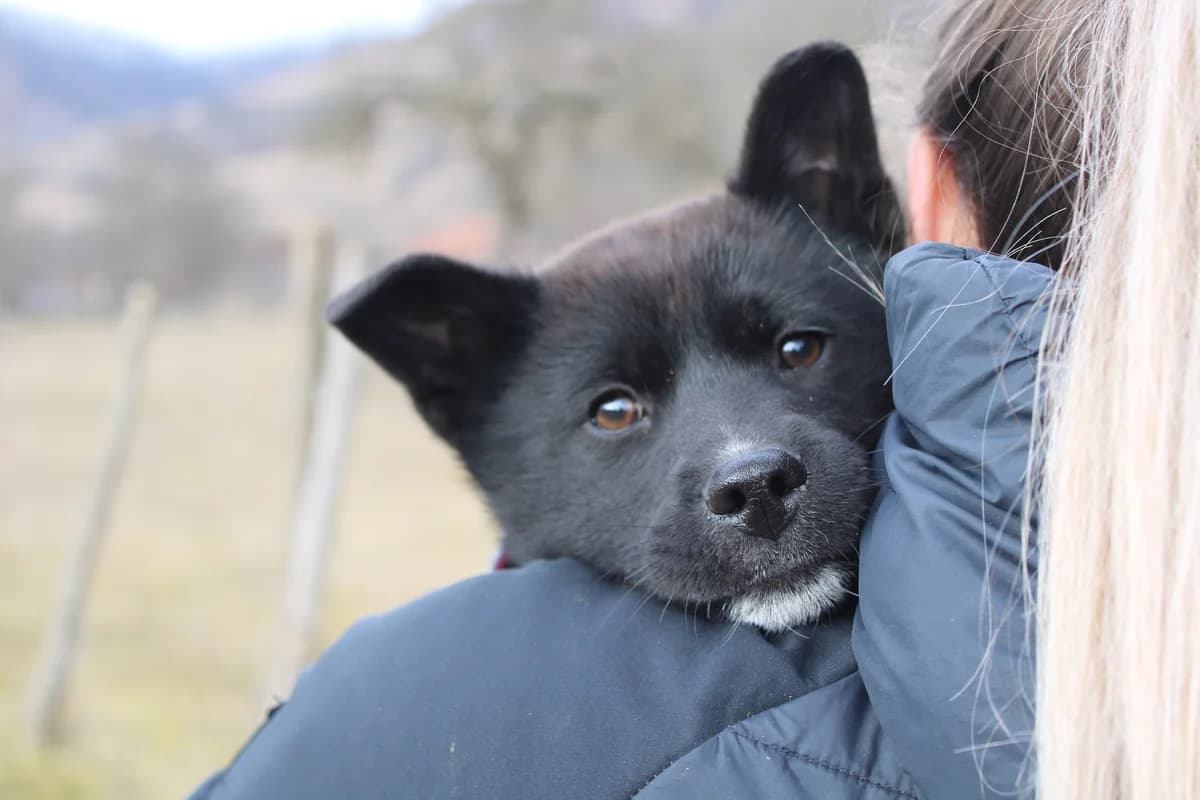 Angie, female puppy Mixed Breed for adoption at Ein Herz für Streuner e.V., München