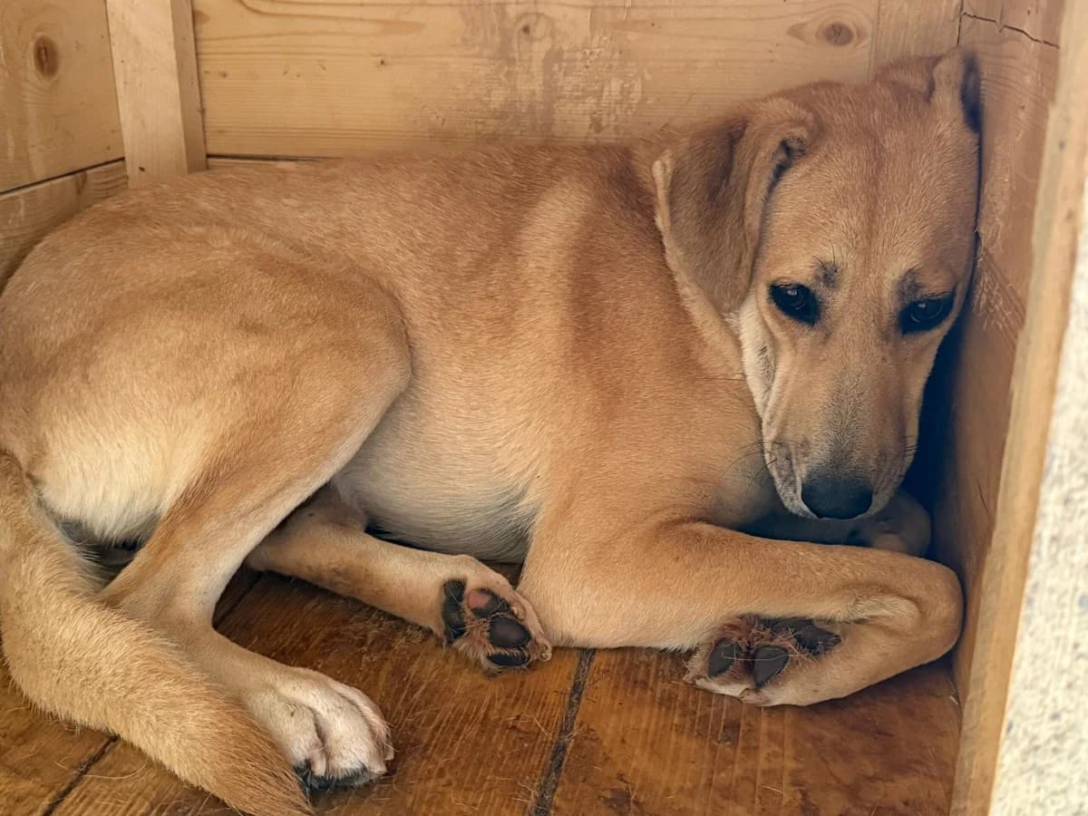 Angie, weiß female young Mixed Breed for adoption at Ein Herz für Streuner e.V., München