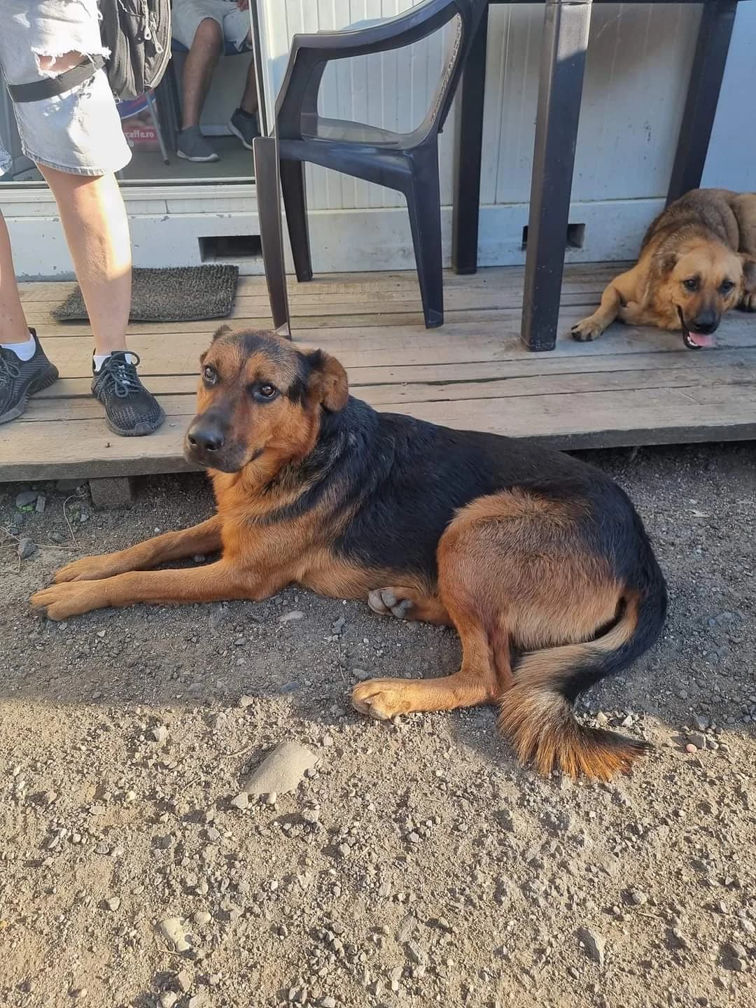 Angua, schwarz female 5yo Mixed Breed for adoption at Ein Herz für Streuner e.V., München