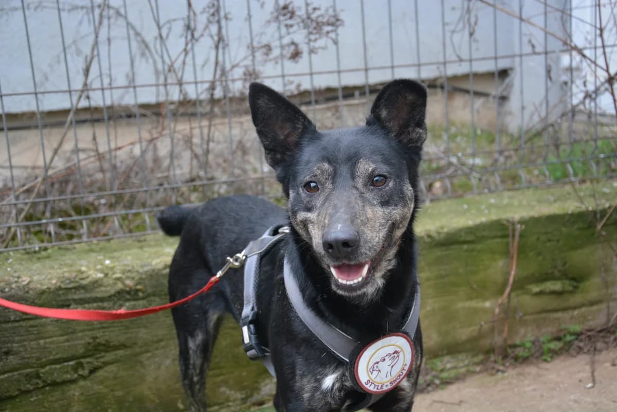 Angus, schwarz male 3yo Mixed Breed for adoption at Ein Herz für Streuner e.V., München