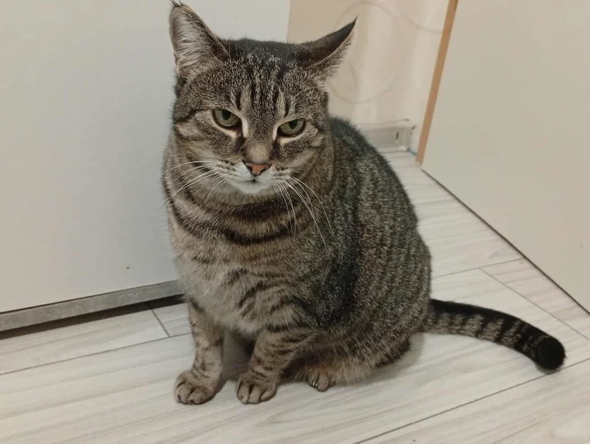 Ani, female 5yo Mixed Breed for adoption at Ein Herz für Streuner e.V., München