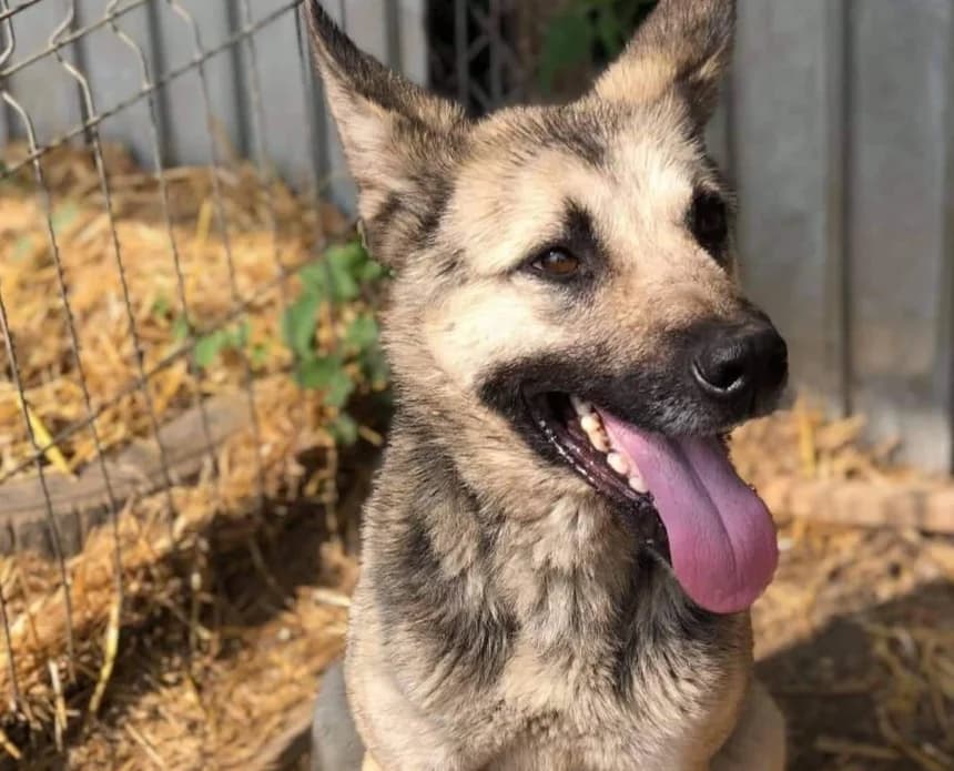 Anima, female 5yo Mixed Breed for adoption at Ein Herz für Streuner e.V., München