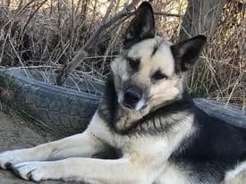 Anima, female 5yo Mixed Breed for adoption at Ein Herz für Streuner e.V., München