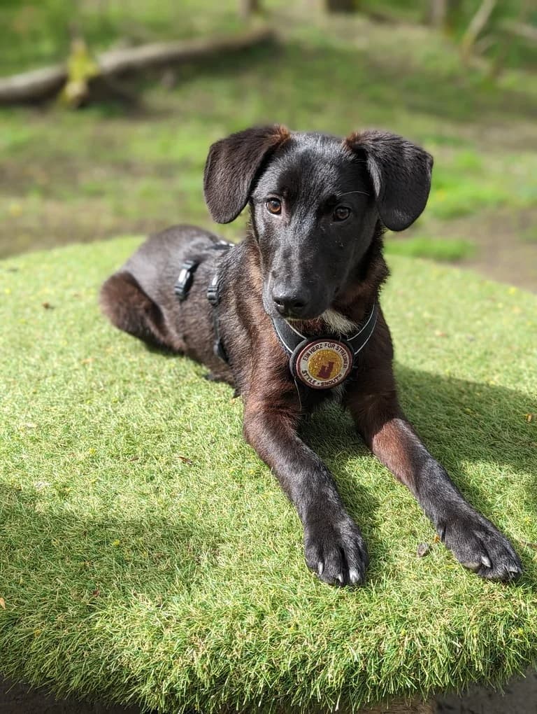 Animo, male puppy Mixed Breed for adoption at Ein Herz für Streuner e.V., München