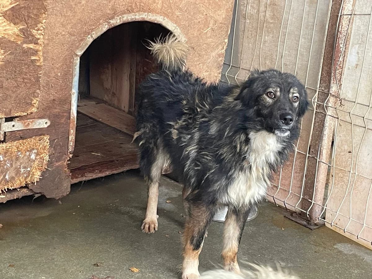 Anjuli, female young Mixed Breed for adoption at Ein Herz für Streuner e.V., München