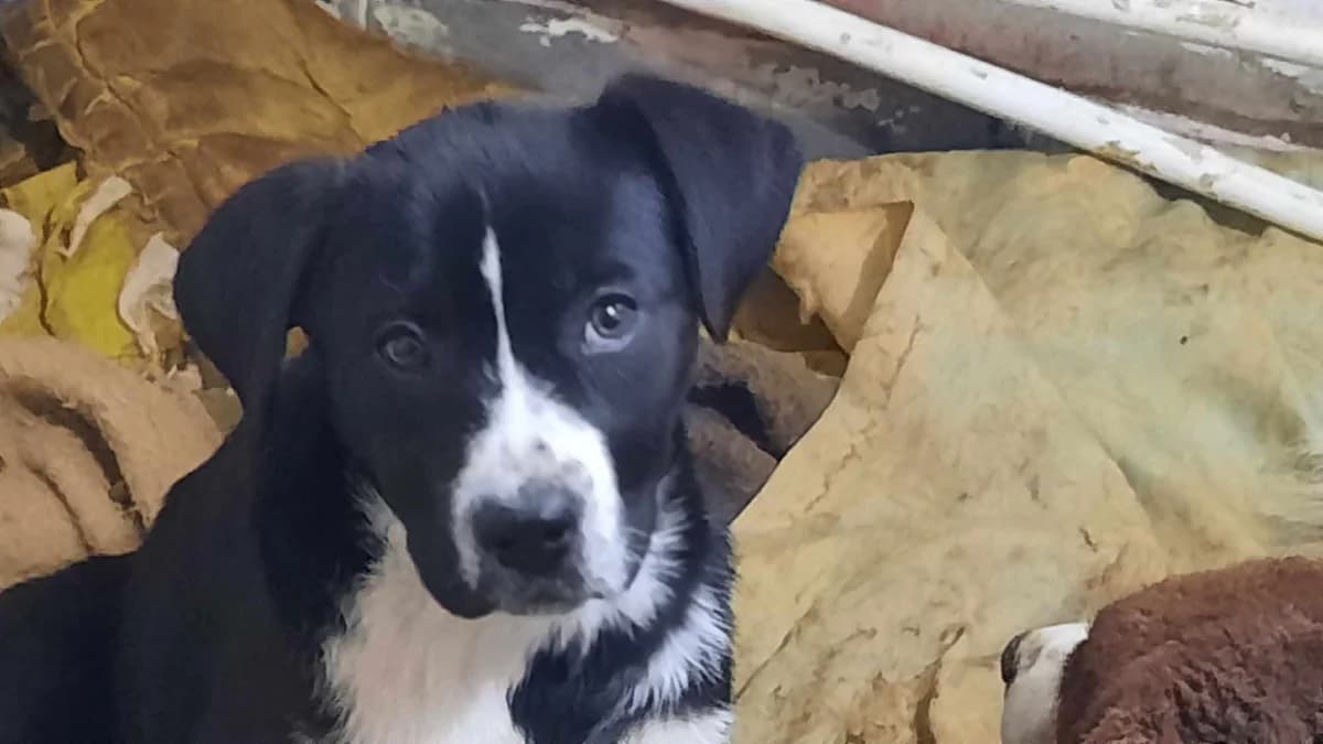 Anka, female puppy Mixed Breed for adoption at Ein Herz für Streuner e.V., München