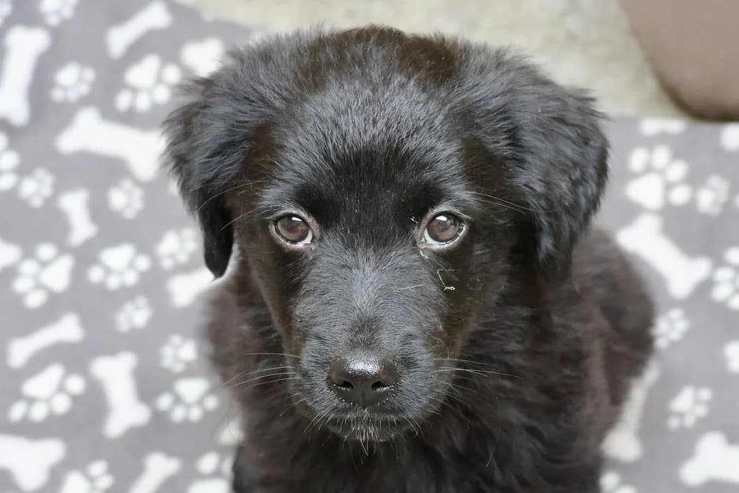 Anka, female puppy Mixed Breed for adoption at Ein Herz für Streuner e.V., München