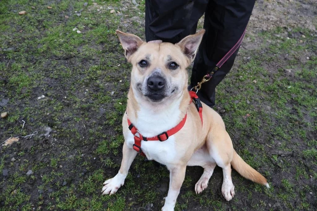 Anna, female 5yo Mixed Breed for adoption at Ein Herz für Streuner e.V., München