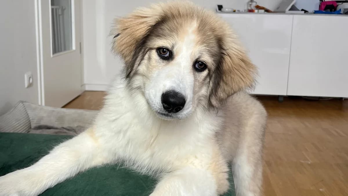 Annabell, female puppy Mixed Breed for adoption at Ein Herz für Streuner e.V., München
