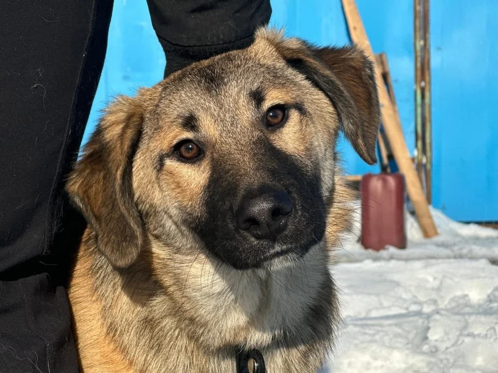 Annabell, female puppy Mixed Breed for adoption at Ein Herz für Streuner e.V., München