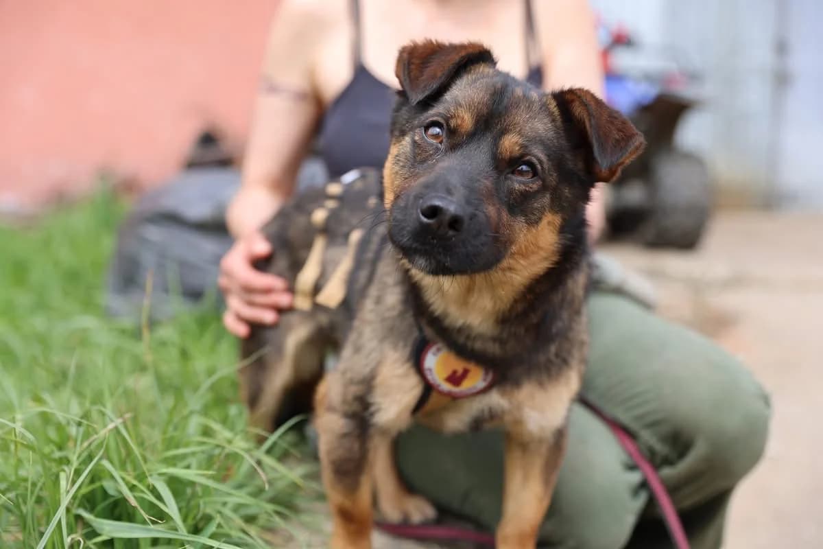 Annabella, female 4yo Mixed Breed for adoption at Ein Herz für Streuner e.V., München