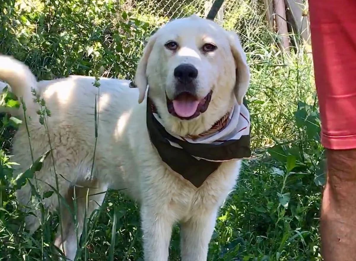 Annabelle, female 4yo Mixed Breed for adoption at Ein Herz für Streuner e.V., München