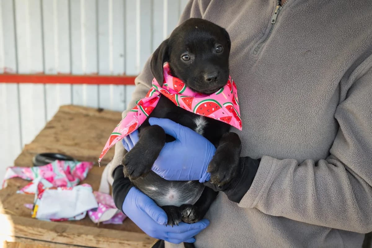 Annabellie, schwarz female puppy Mixed Breed for adoption at Ein Herz für Streuner e.V., München