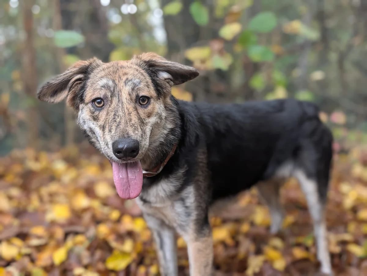 Annegret, female 5yo Mixed Breed for adoption at Ein Herz für Streuner e.V., München