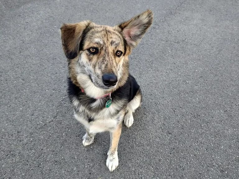 Annegret, female young Mixed Breed for adoption at Ein Herz für Streuner e.V., München