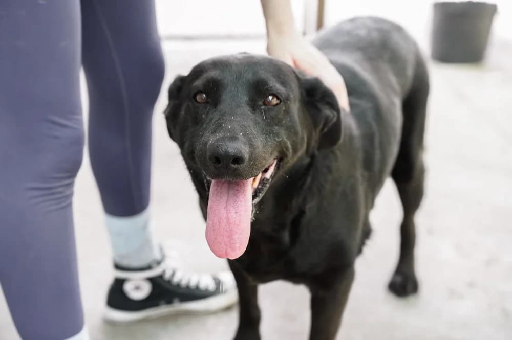 Anneli, female senior Mixed Breed for adoption at Ein Herz für Streuner e.V., München